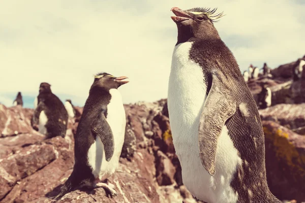 Rockhopper tučňáků v Argentině — Stock fotografie