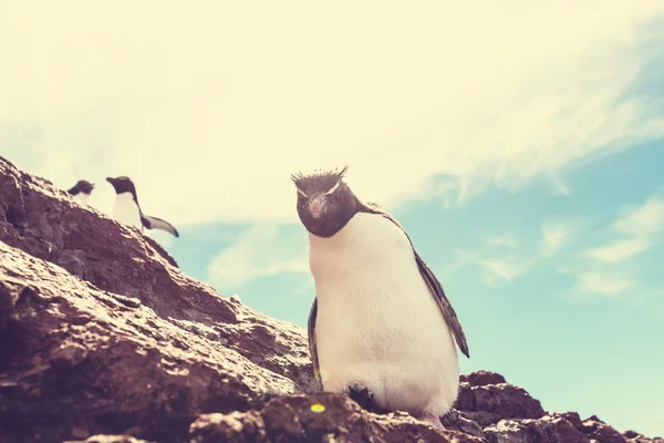 Rockhopper pinguïn in Argentinië — Stockfoto