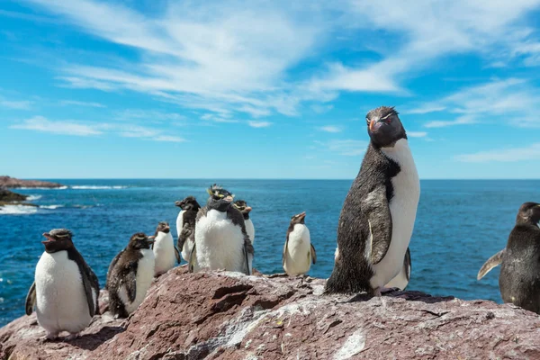 Rockhopper пінгвінів в Аргентині — стокове фото