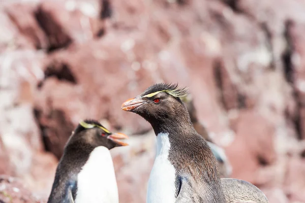 Rockhopper penguen Arjantin — Stok fotoğraf