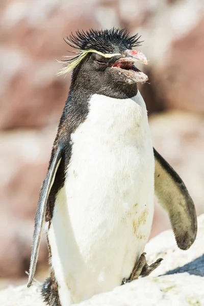 Rockhopper-Pinguin in Argentinien — Stockfoto