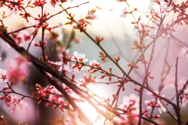 Arbre à fleurs printanières — Photo