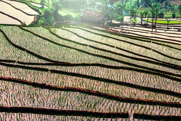 Ris terrass i Indonesien — Stockfoto