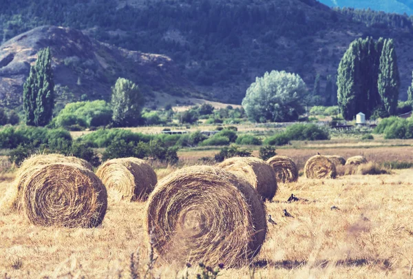 Rotoli di fieno sul campo — Foto Stock