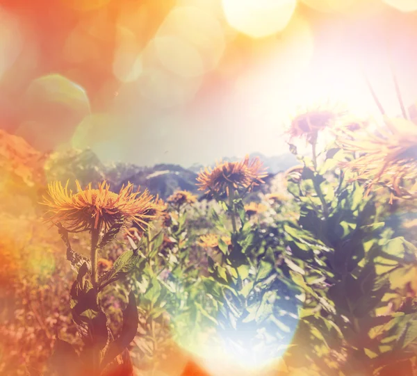 Mountains meadow flowers — Stock Photo, Image