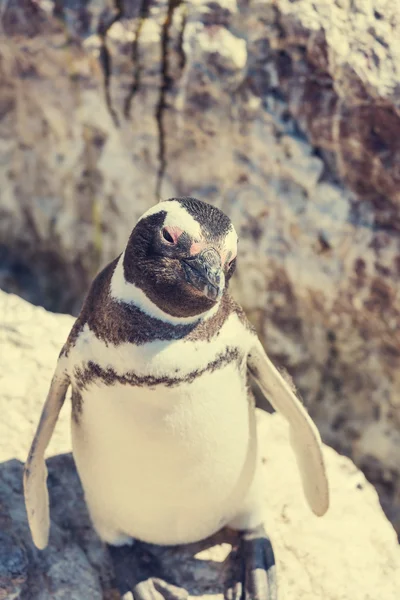 Pingüino magallánico en la Patagonia —  Fotos de Stock