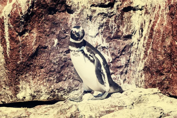 Macellan pengueni Patagonya ' — Stok fotoğraf