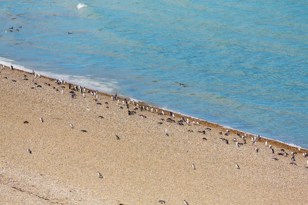 Pingüinos magallánicos en la Patagonia — Foto de Stock