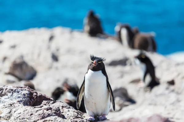 Rockhopper penguins in Argentina — Stock Photo, Image