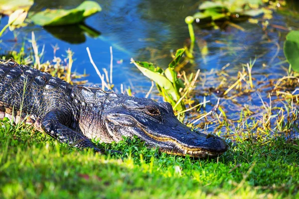 短吻鳄在佛罗里达州靠近水的地方 — 图库照片