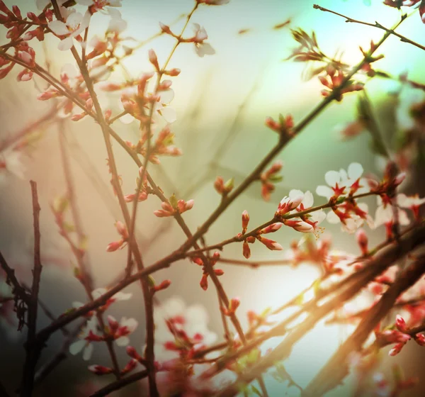 Blossoming cherry branches — Stock Photo, Image