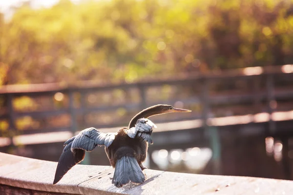 Kormoran ptak na Florydzie — Zdjęcie stockowe