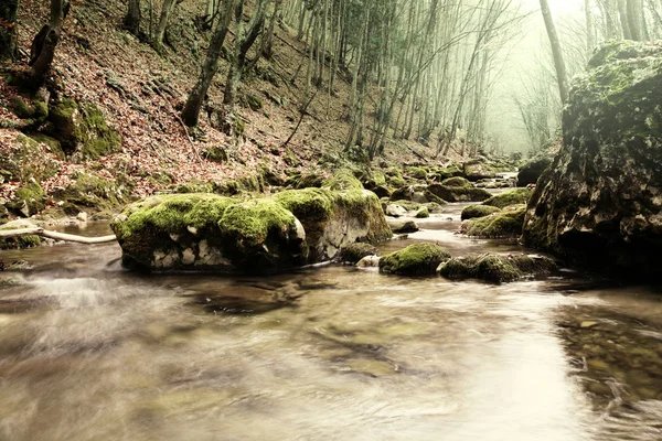Creek em floresta tranquila — Fotografia de Stock