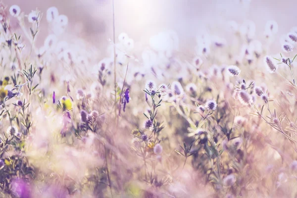 Sommar blommor äng — Stockfoto