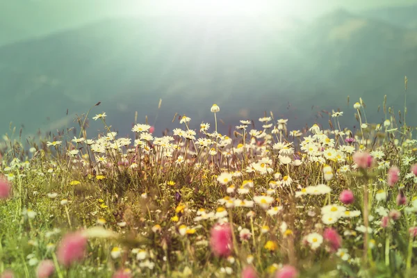 Berge Wiesenblumen — Stockfoto