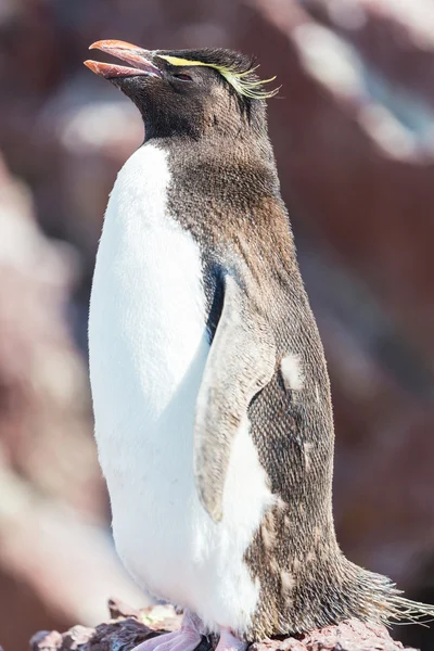 凤冠企鹅在阿根廷 — 图库照片