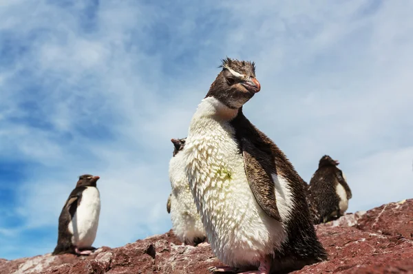 Rockhopper pingwiny w Argentynie — Zdjęcie stockowe