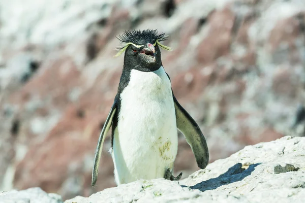 Rockhopper penguen Arjantin — Stok fotoğraf