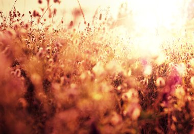 çayır zemin çiçek