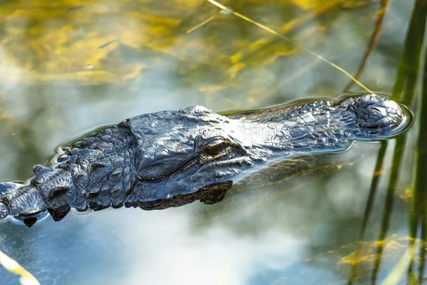 Alligator hoofd in water — Stockfoto