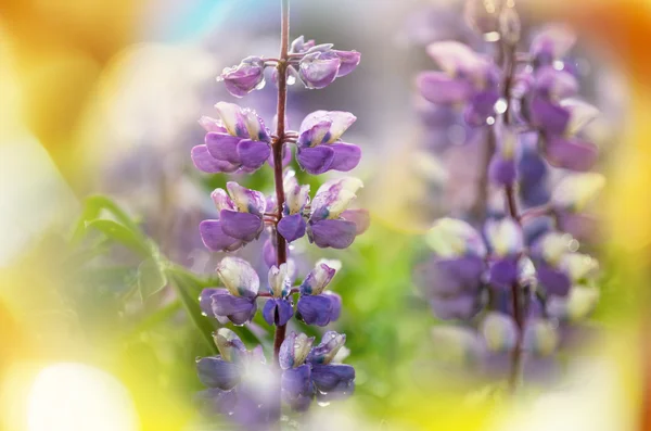 ルパン三世青花 — ストック写真