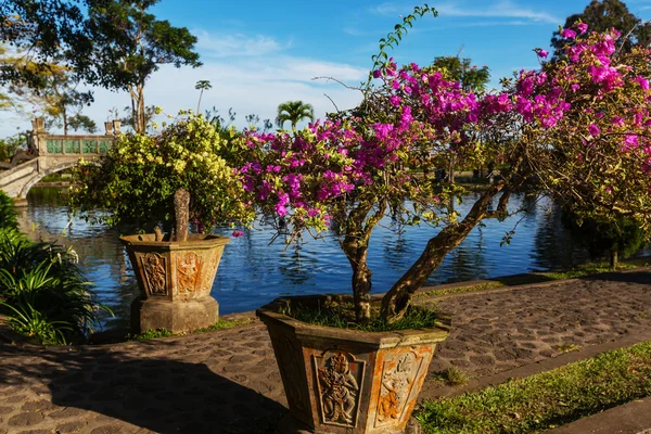 Tuin met decoratieve flora — Stockfoto