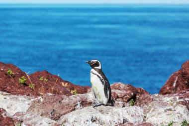 Macellan pengueni Patagonya '