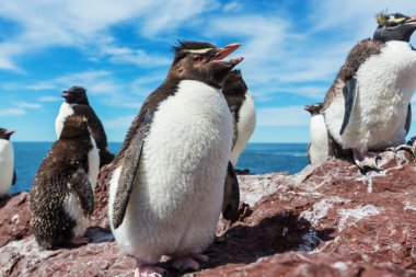 Rockhopper penguenler Arjantin
