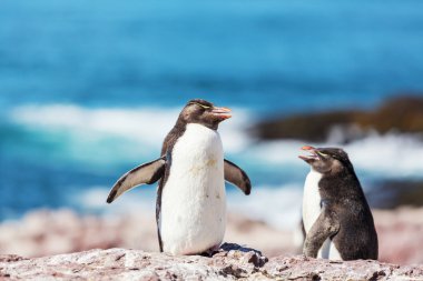 Rockhopper penguenler Arjantin