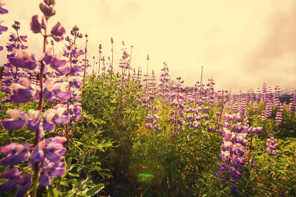 Prado de montanhas com flores de tremoço — Fotografia de Stock