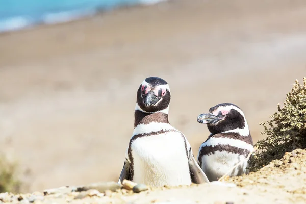Магеллановы пингвины Патагонии — стоковое фото