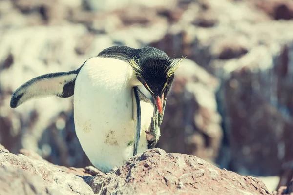 Macellan pengueni Patagonya ' — Stok fotoğraf