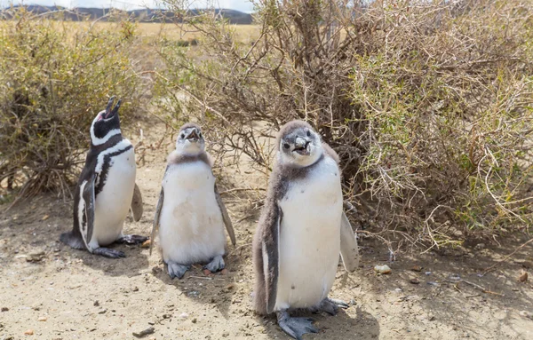 パタゴニアのマゼラン ペンギン — ストック写真