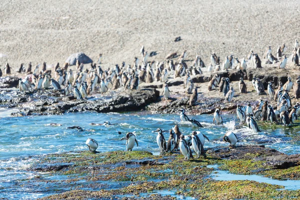 Pingouins de Magellan en Patagonie — Photo