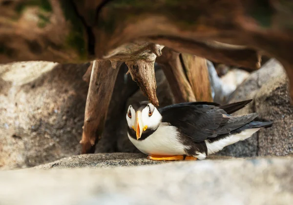 Pássaro de puffin em pedra — Fotografia de Stock