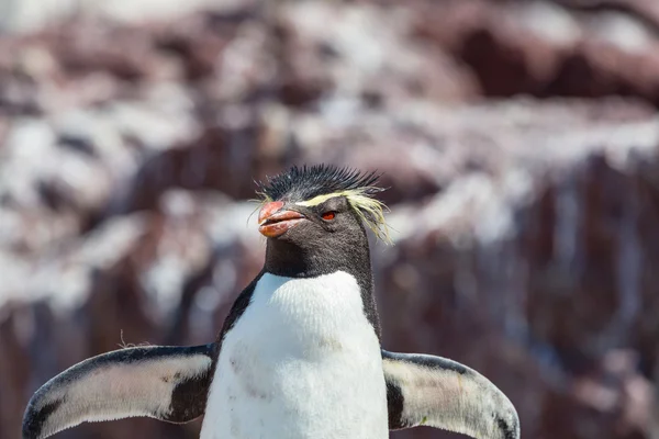 Rockhopper pingvin Argentínában — Stock Fotó
