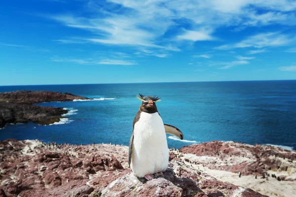 Pinguino Rockhopper in Argentina — Foto Stock