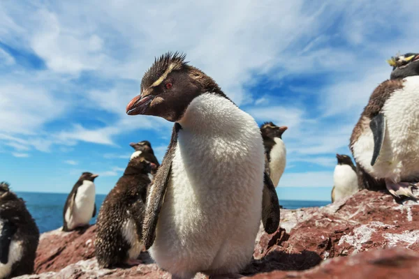 Rockhopper penguenler Arjantin — Stok fotoğraf