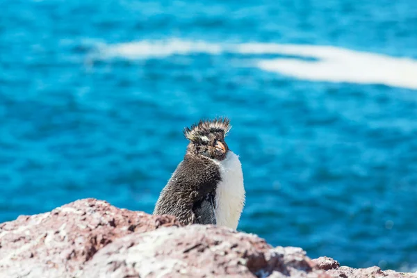 Рокхопперский пингвин в Аргентине — стоковое фото