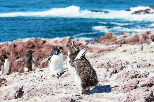 Rockhopper pinguïns in Argentinië — Stockfoto