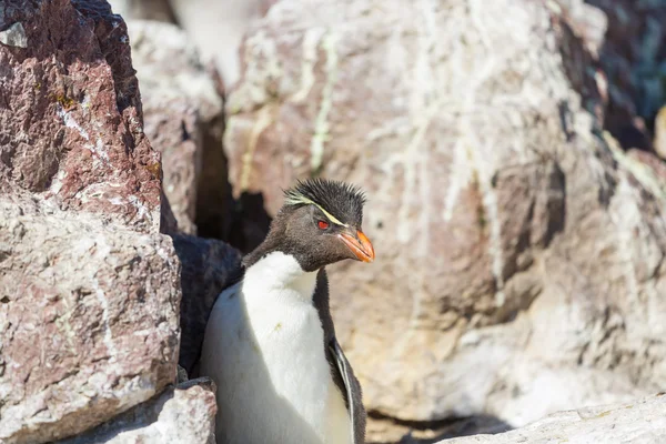 Rockhopper penguin i Argentina — Stockfoto