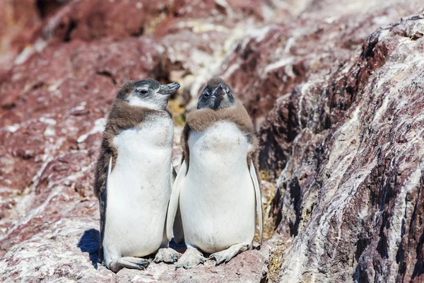 Pingüinos Rockhopper en Argentina —  Fotos de Stock