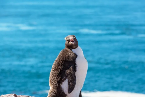 Pinguim Rockhopper em Argentina — Fotografia de Stock