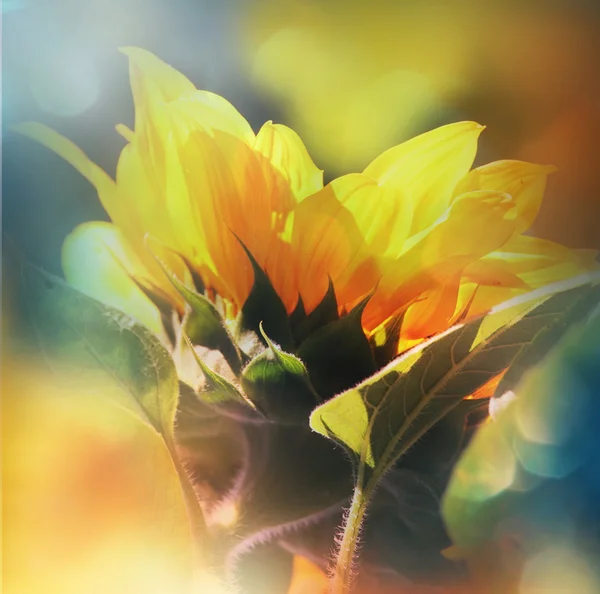 Blossoming Sunflower close up — Stock Photo, Image