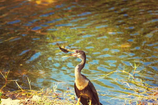 Cormorant bird in Florida — Stock Photo, Image