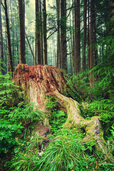 Giant cedar forest with huge old log