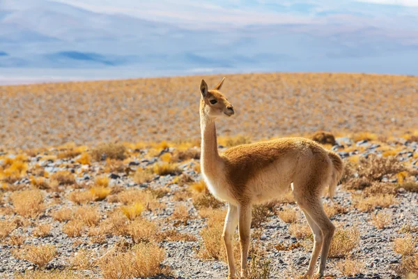 Guanaco-Lamas in Patagonien — Stockfoto