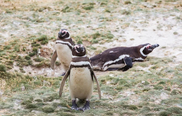 在巴塔哥尼亚的麦哲伦企鹅 — 图库照片