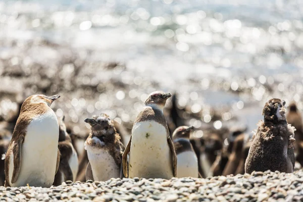 Macellan pengueni Patagonya ' — Stok fotoğraf