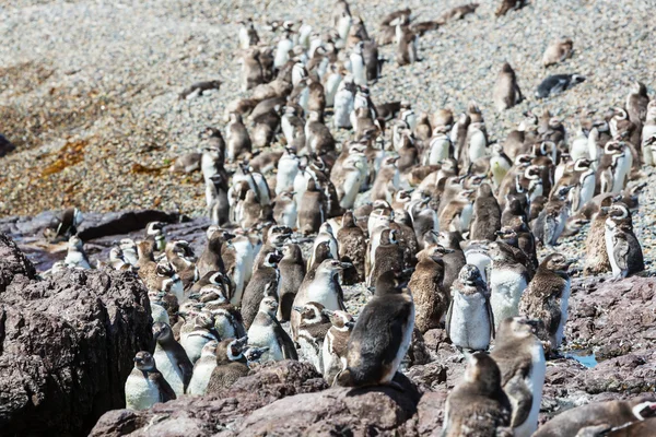 Magellanska pingvin i Patagonien — Stockfoto